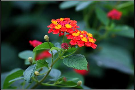 五色花的种植方法