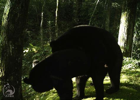 亚洲黑熊追人