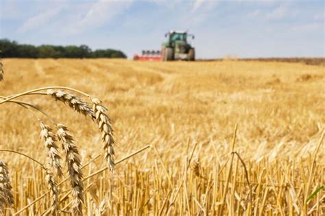 产量高的小麦品种适宜种植区