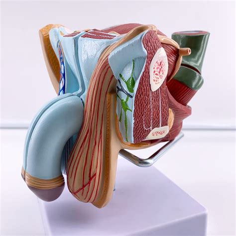 人体生殖系统解剖模型