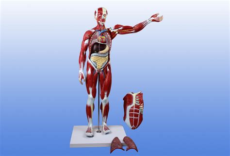 人体软模型