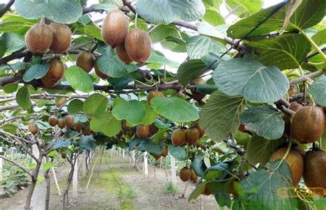 人工种植猕猴桃树子能成活多少年