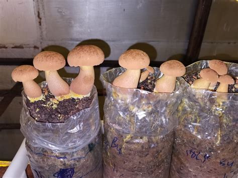 人工菇的种植方法