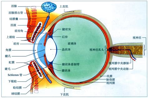 人的眼睛的结构示意图