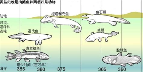 人类怎么知道人类是从鱼进化而来