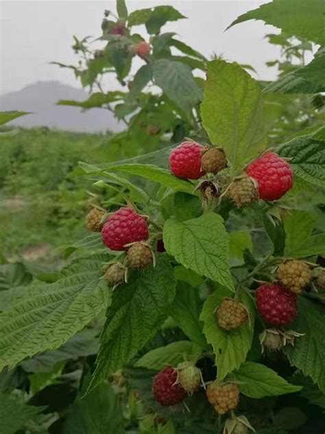 什么品种树莓好种活