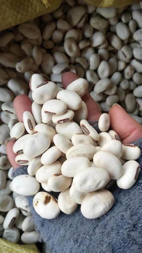 什么季节种植扁豆最适合呢