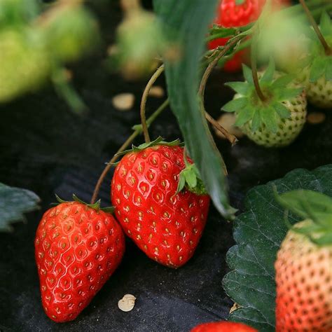 什么时候种草莓是最好的