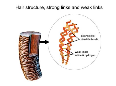 什么是头发分子量