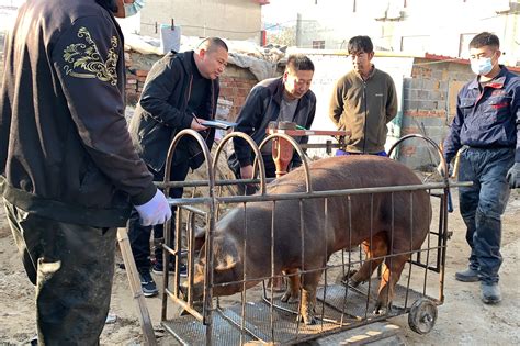 今天毛猪卖多少钱一斤