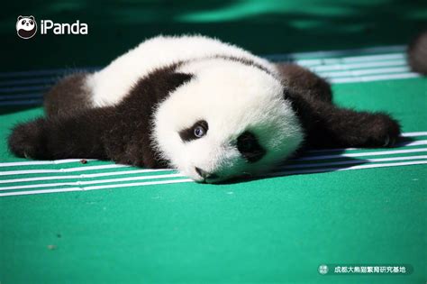 今年的熊猫宝宝亮相了吗