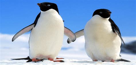 仙企鹅是什么