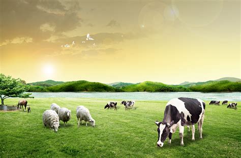 仿写句子牛羊在草地上吃草