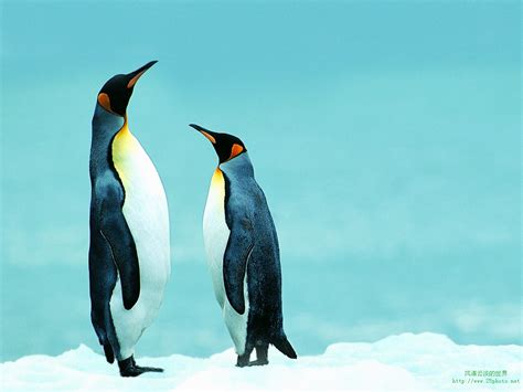 企鹅为什么不叫南极鹅
