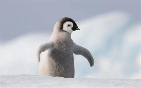 企鹅可以在北极生存吗
