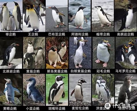 企鹅有多少种