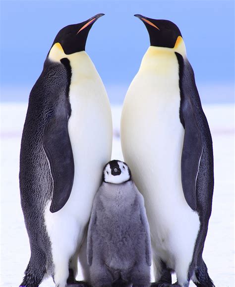 企鹅的种类与图片及说明