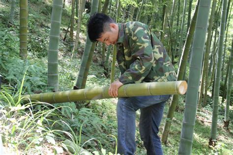 伐竹取道的取怎么理解