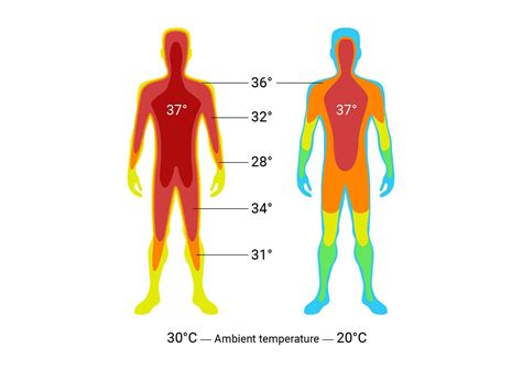低温环境人体体温恢复正常的过程