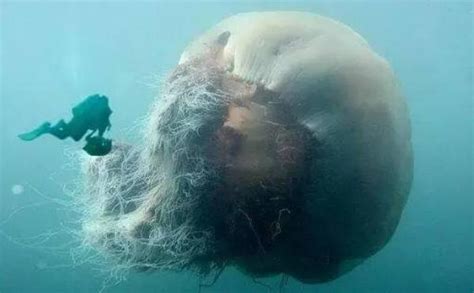 体型最大的水母