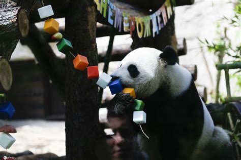 俄罗斯大熊猫受欢迎程度