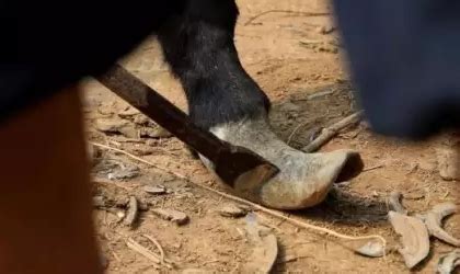 修剪驴蹄子的方法