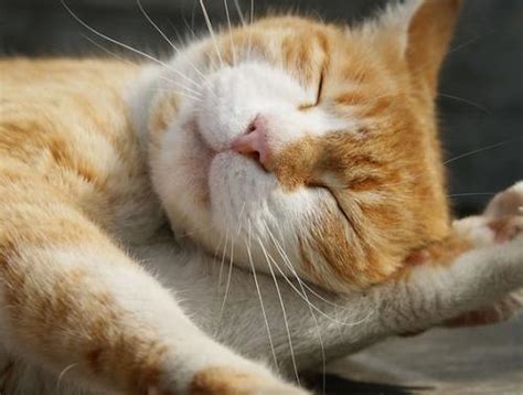 做梦梦到很多猫周公解梦