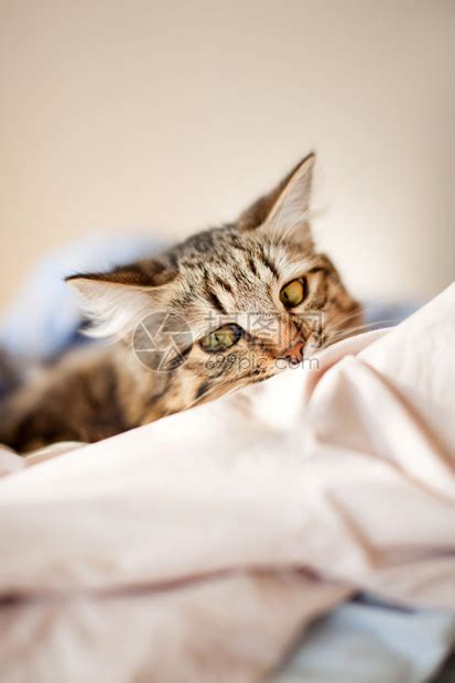 做梦梦到猫在床上是什么意思