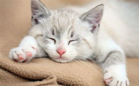 做梦梦到猫是什么含义