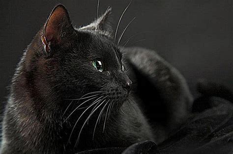 做梦梦见温顺的黑猫