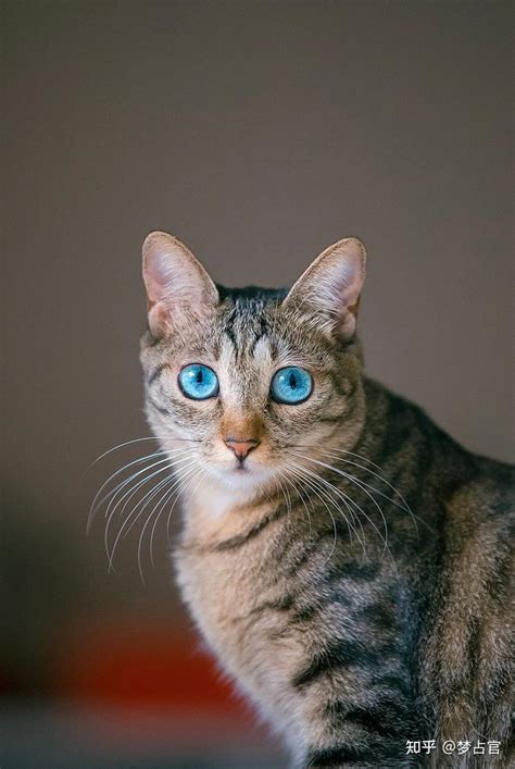 做梦梦见蓝色的猫有什么预兆