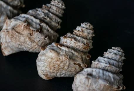 先秦时期食用螺蛳壳堆积在房间里