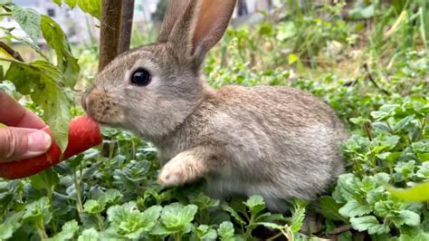 兔子不吃窝边草是真的吗