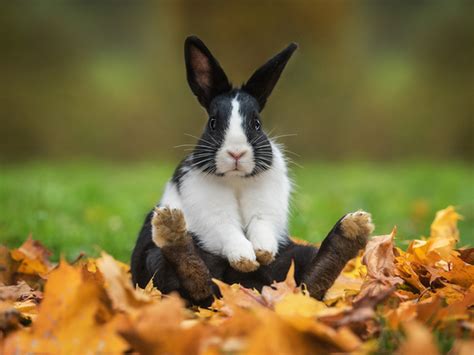兔子为什么不吃南瓜