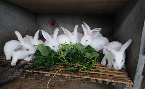 兔子养殖前景
