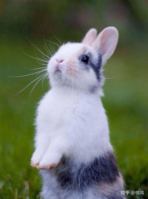 兔子的名字可爱而好听