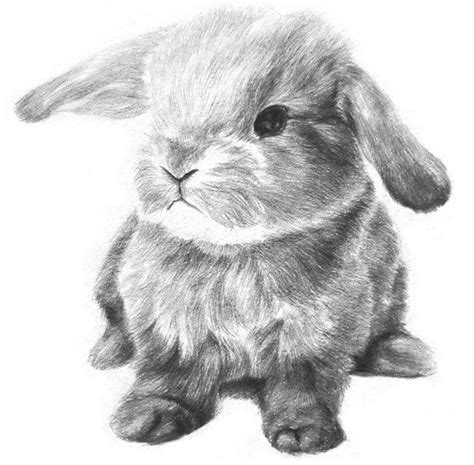 兔子的四肢怎么描写