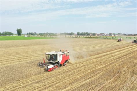 全国三夏小麦大规模机收全面展开