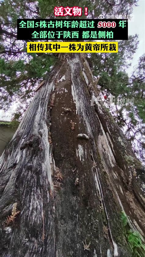 全国5株5000岁古树