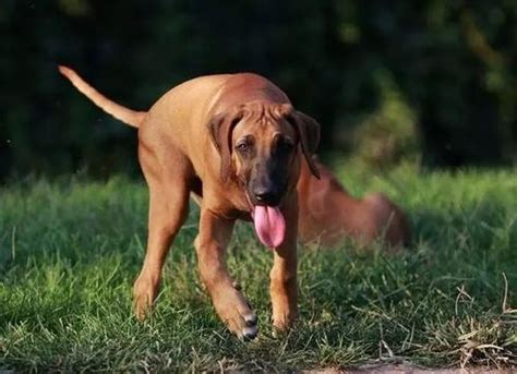全球十大猎犬排名第一