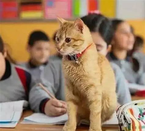 公司称猫5次入境上课开除老师
