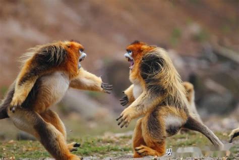 公金丝猴搂母金丝猴