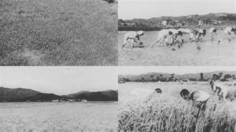 六七十年代水稻产量