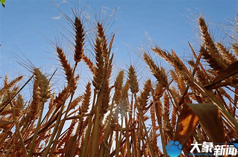 关中最高产的小麦新品种