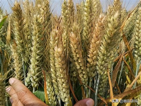关中种什么品种小麦高产