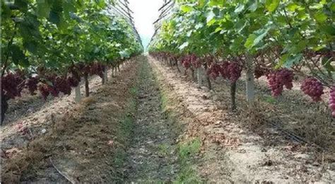 关于种植葡萄方法