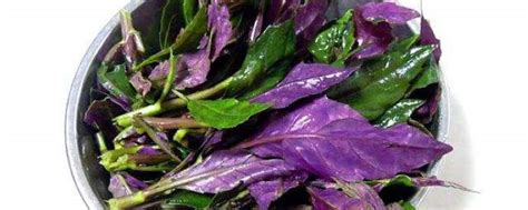 关于紫色菜的取名大全集