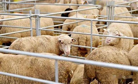 养羊场的最新规定
