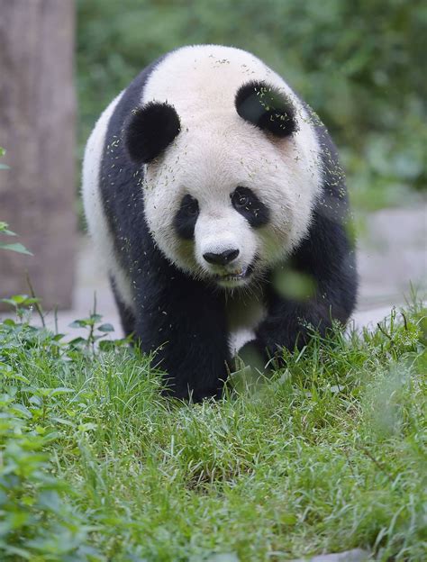 写熊猫的可爱的外形
