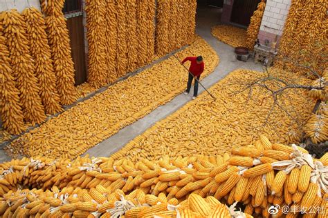 农历秋分是中国农民丰收节吗